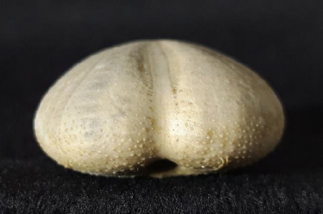 Heteraster oblongus (BRONGNIART 1821) - Bild &copy; FossNet FossilienStore